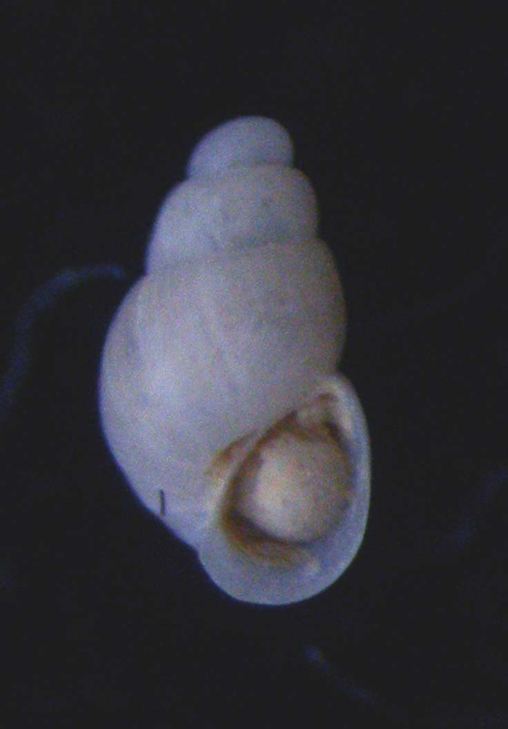 odostomia o altro